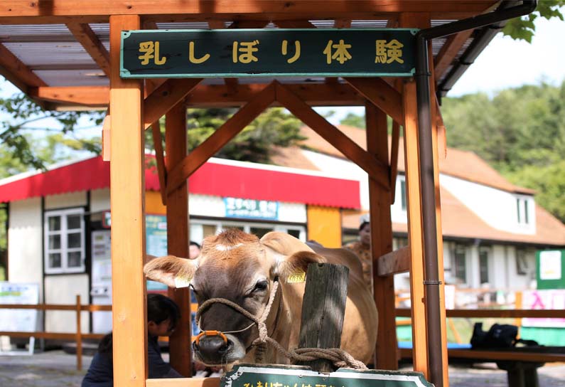 ジャージー牛の乳搾り体験 しませんか 株式会社ワールドインテック パークマネジメント事業